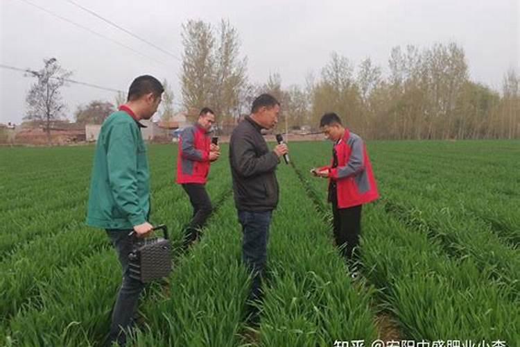 种小麦用什么肥料好