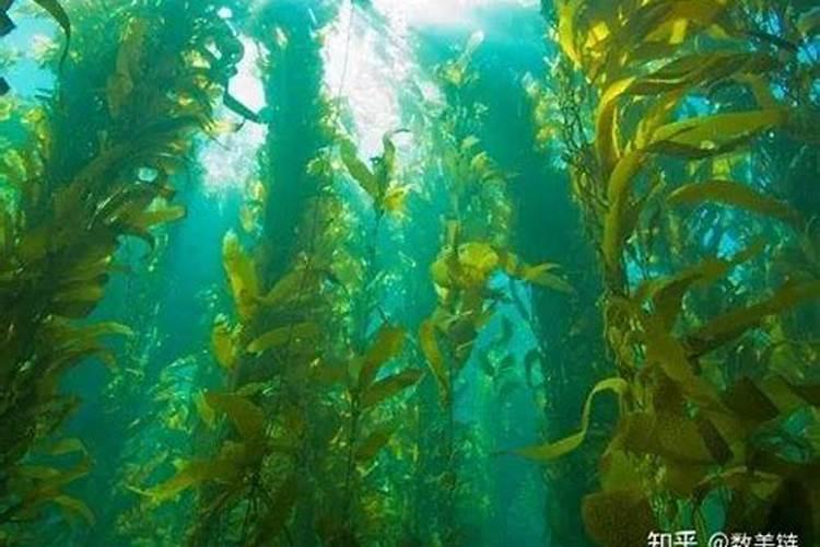 怎么从硫磺中制取硫酸？