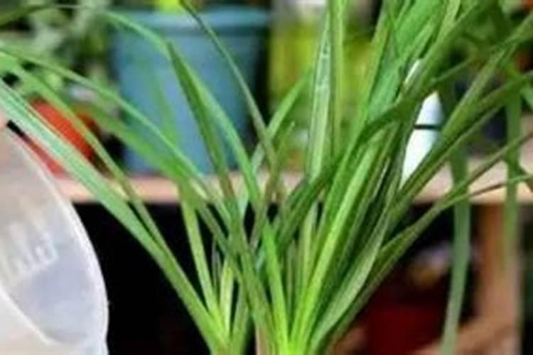 红提用什么肥使果实迅速膨大？红提水溶肥用法