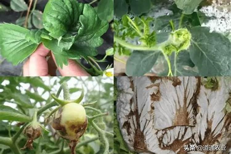 柑橘采收后喷什么叶面肥好？