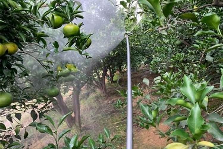 ﻿药用植物叶面追肥技巧