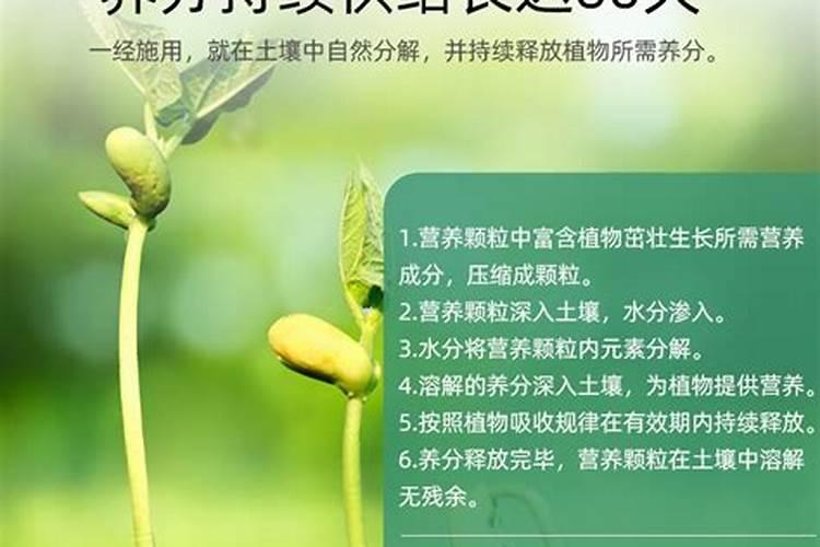 栀子花花肥用什么合适 肥料制作与使用方法