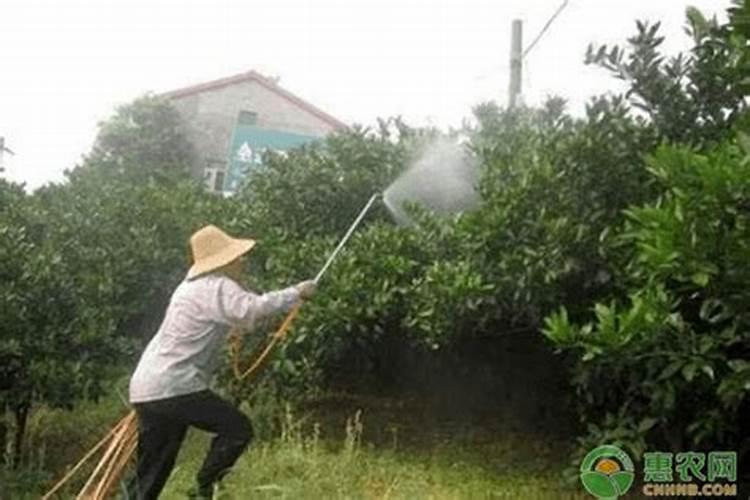 什么叶面肥能让水果提前成熟？