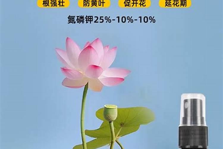 荷花水培种植方法水培莲花怎么种植