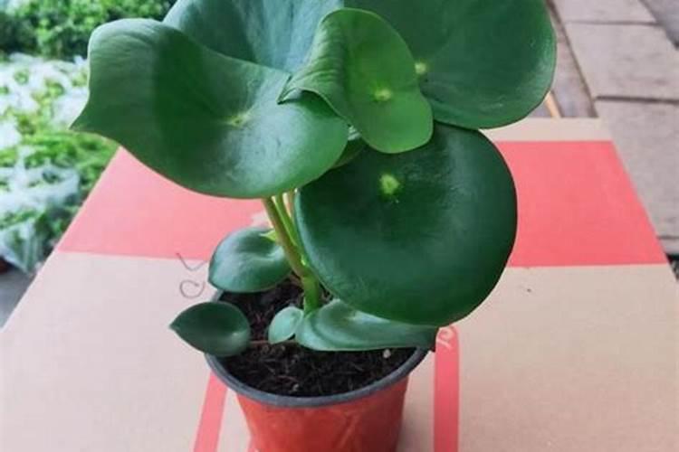 荷花水培种植方法水培莲花怎么种植