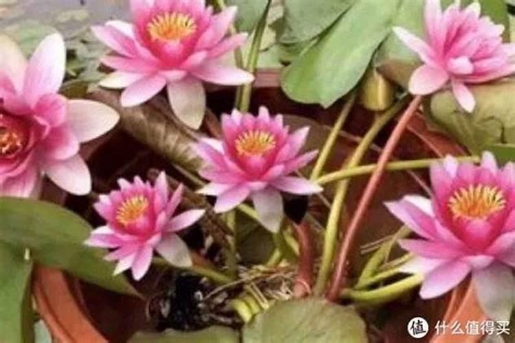 睡莲只长叶子不开花怎么办
