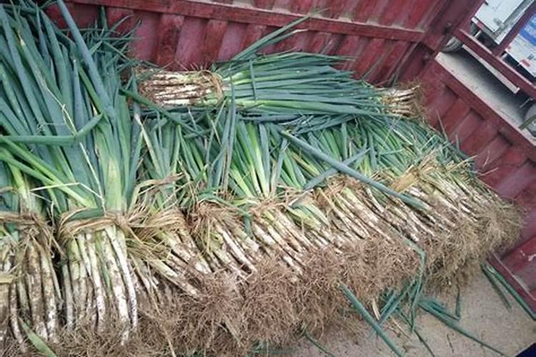 入伏了大葱上点啥肥