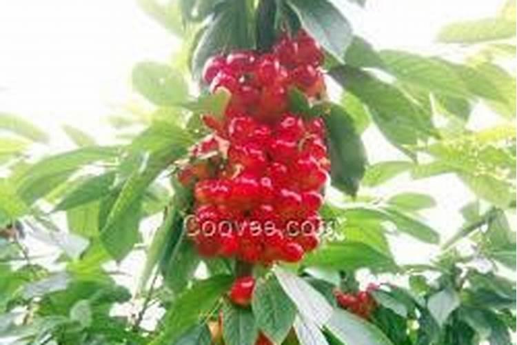 新移栽一星期的樱桃树可以施肥吗？