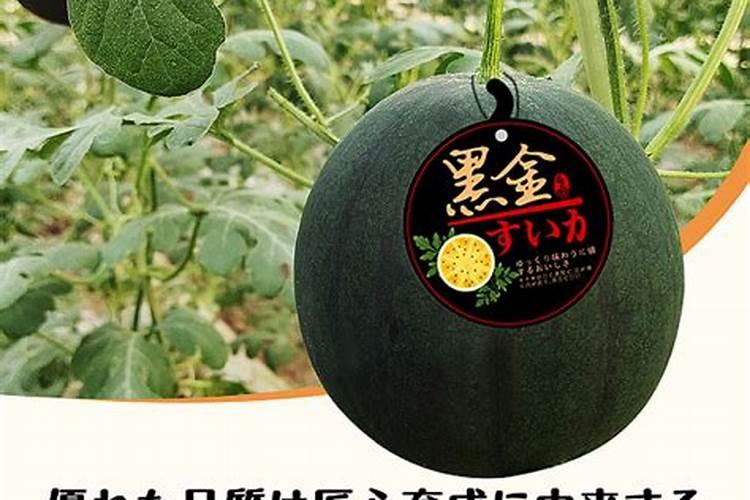 自己怎样配营养土养花