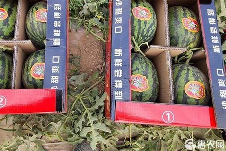 西瓜嫁接优良砧木品种一黑金钢出苗时茎杆是黑色的吗？