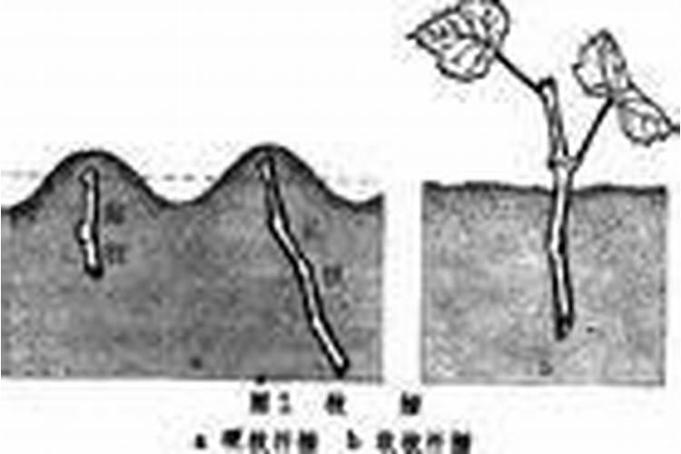 刺五加扦插技术