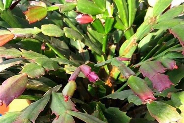 桂花开花快需要施肥吗？什么肥料开花多？
