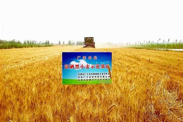 花果动力是什么叶面肥