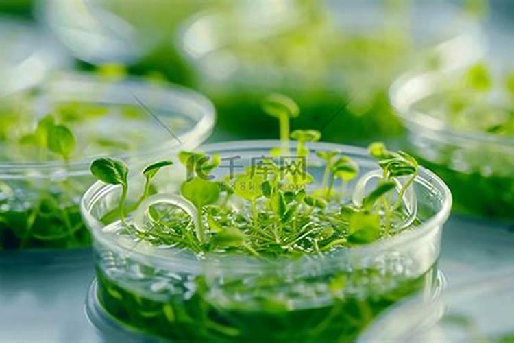 植物组培中的MS培养基的制作需要哪些成分