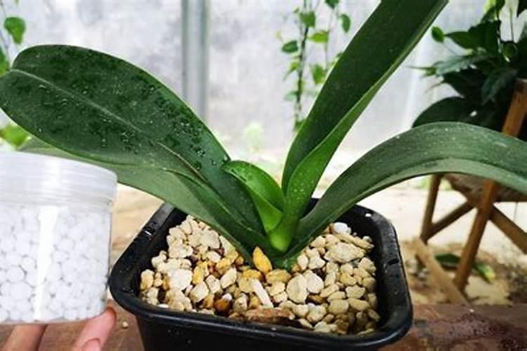 蝴蝶兰用什么肥,磷钾肥可促进花芽形成