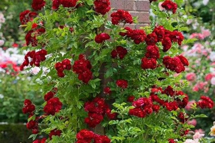 月季花冬季如何施肥效果最好,可以用水溶肥吗？