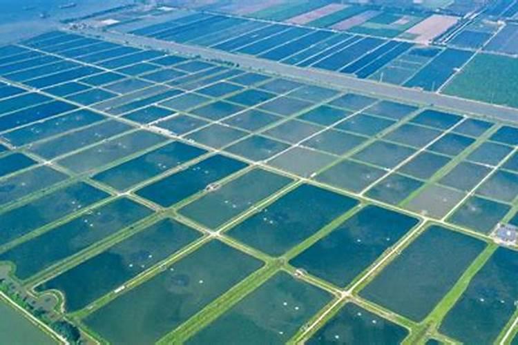 有机肥一亩地上几袋 在什么时候施比较好