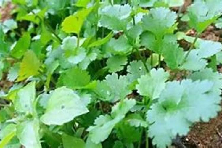 种香菜用什么肥料最好