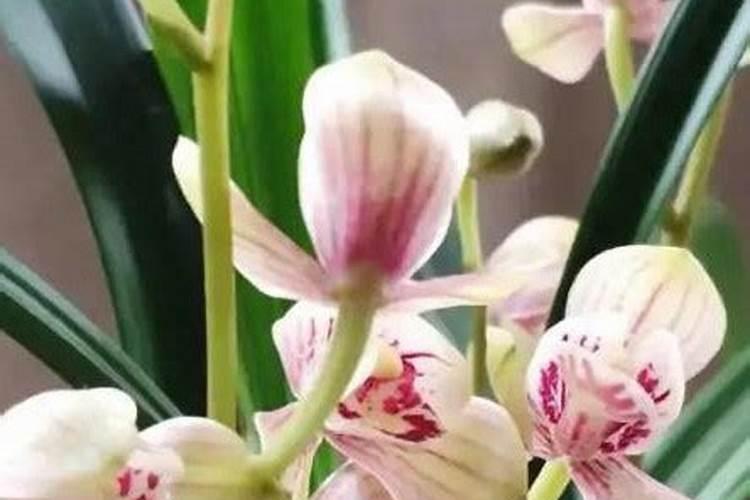 茉莉花能用种百合花的土吗？