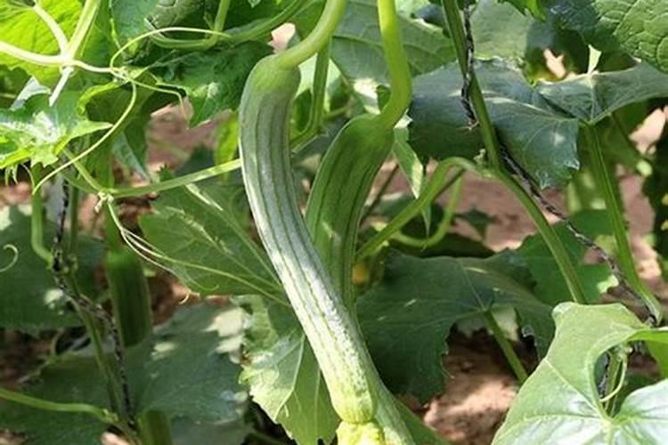 丝瓜结果后施什么肥料