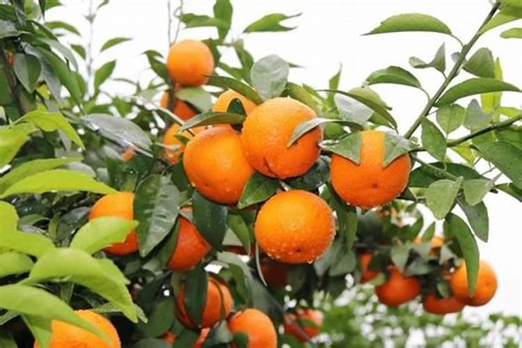 为什么豆类植物不需要施氮肥