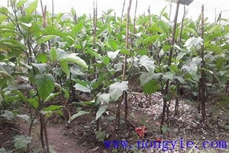 茄子种植后多长时间浇水多长时间施肥