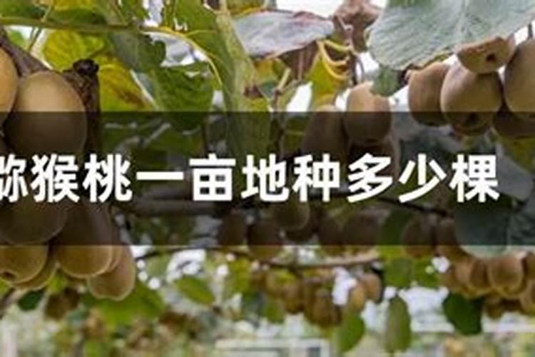 猕猴桃施肥方案和最佳时间