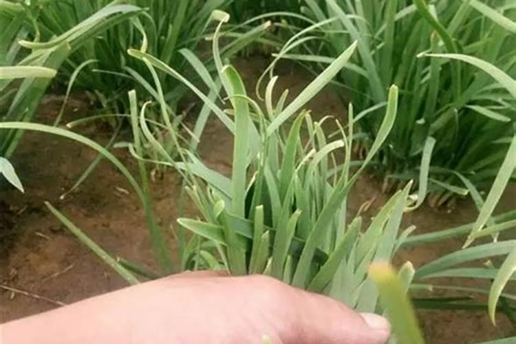 韭菜喷叶面肥用磷酸二氢钾好吗