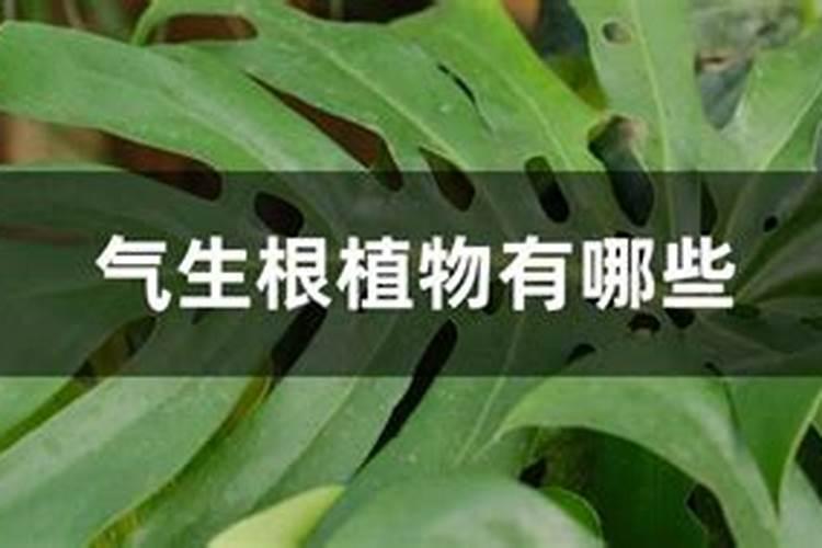 绿萝需要补充什么肥料？