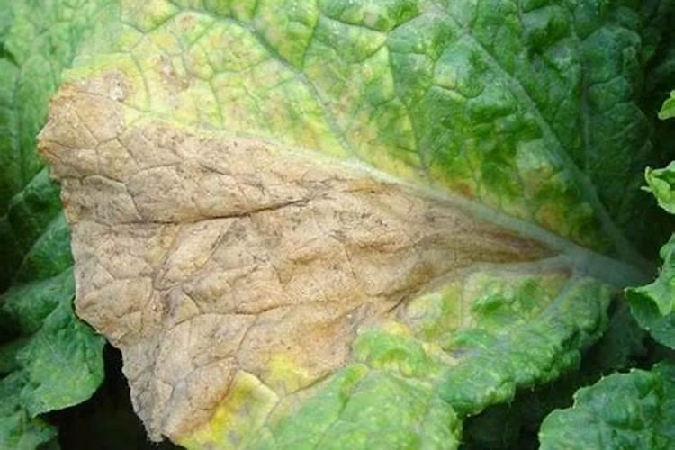 腐植酸肥料的作用是什么？