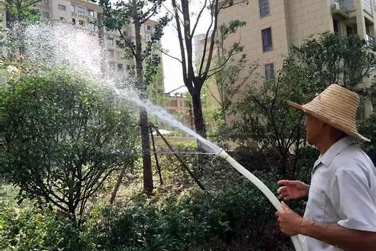 苗木种植一般用什么肥料