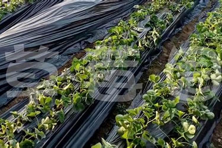 草莓开花时怎样施农家肥