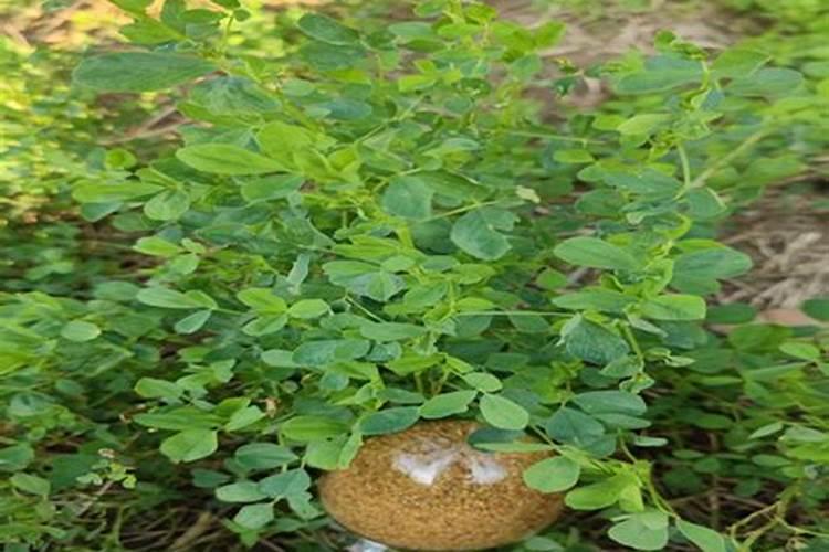 苜蓿草种植条件是什么(人工种植苜蓿草方法讲解)
