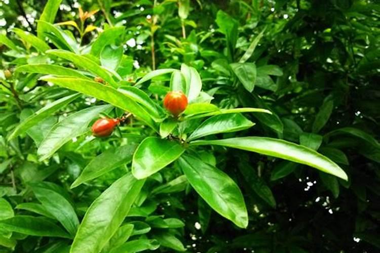 哪位可以说说盆栽石榴树怎么施肥？麻烦具体说说