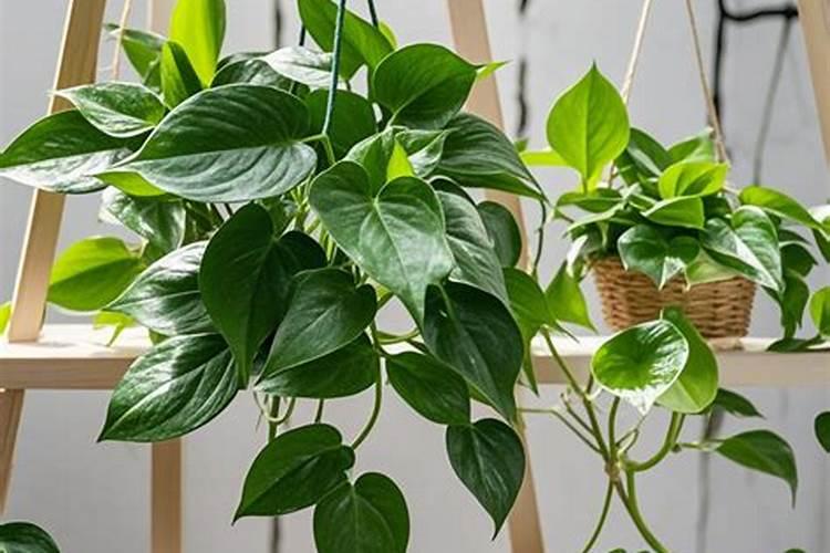 绿萝可以施肥吗施什么肥什么时候施