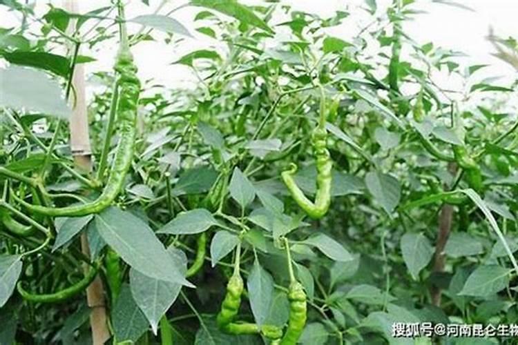 青椒种植还没开花结果就黄叶,该怎么办？