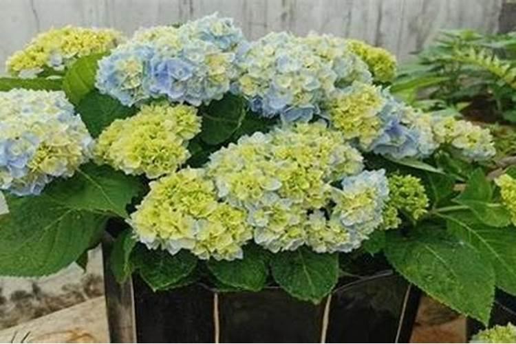 绣球花换土施肥烧根怎么办