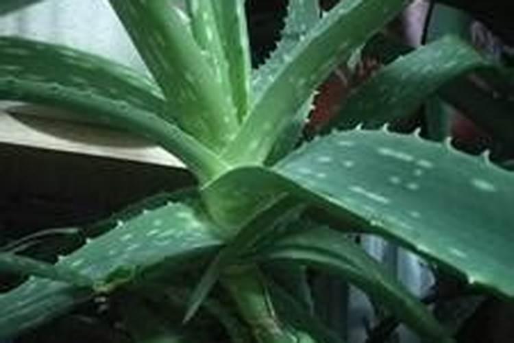 芦荟种植方法