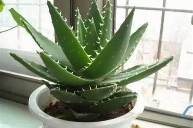 芦荟用什么肥料长的快(芦荟用什么肥料好？)