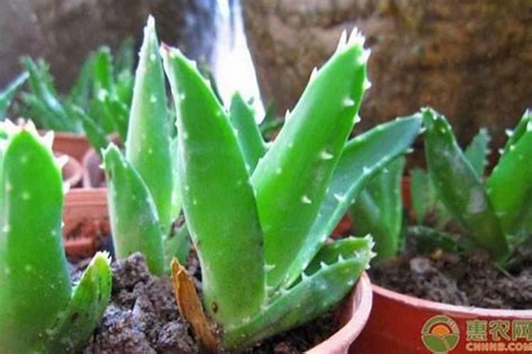芦荟需要什么肥料？