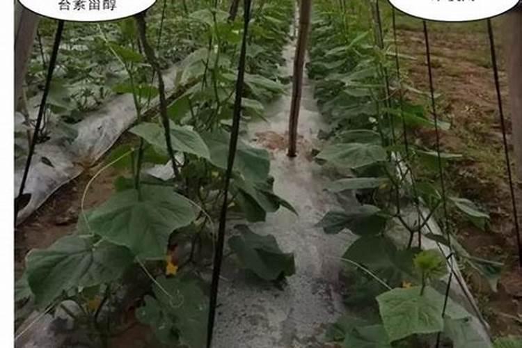 葡萄二次膨大期的时间 如何合理养护