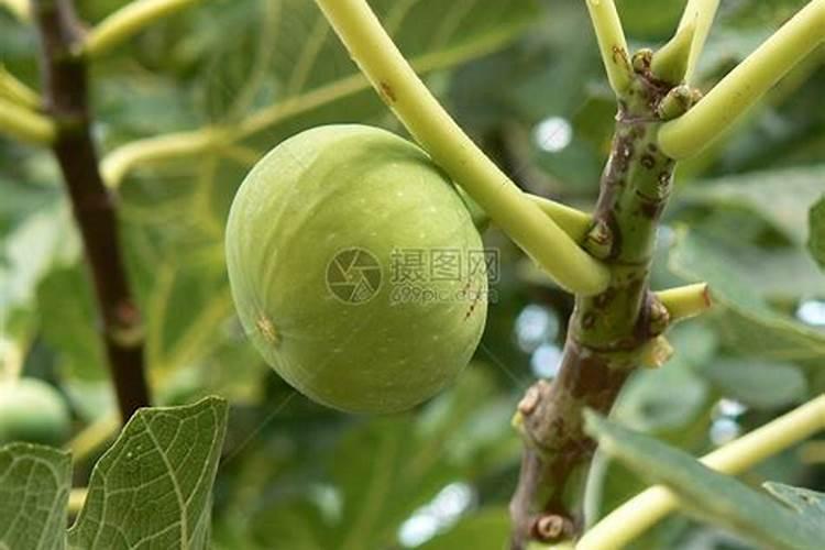 无花果喜欢什么肥料,如何施肥才更有利于无花果提高产量质量？
