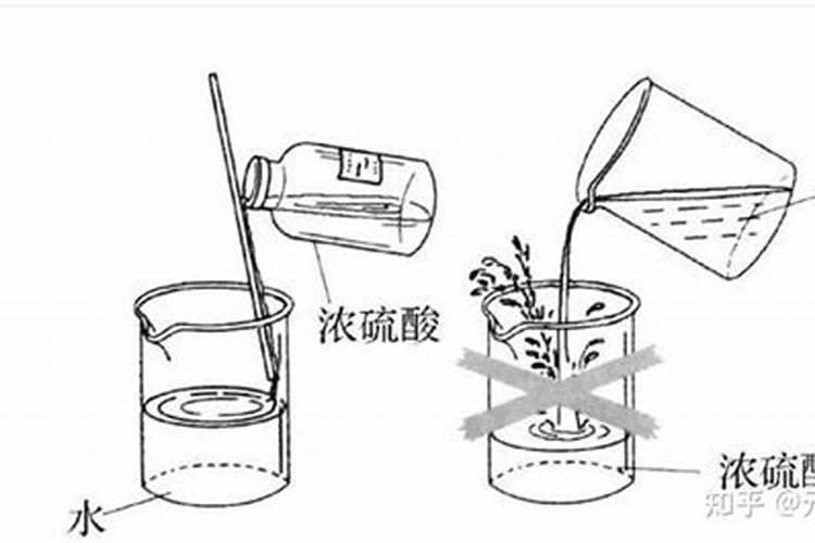 红掌的栽培方法及注意事项(养护红掌的妙招)