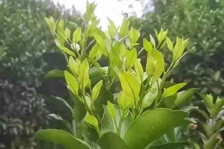 沃柑五月后可以开勾放肥吗？