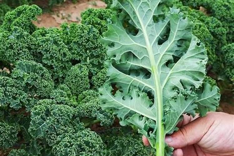 春甘蓝如何高效栽培？在栽培过程中应该注意什么？