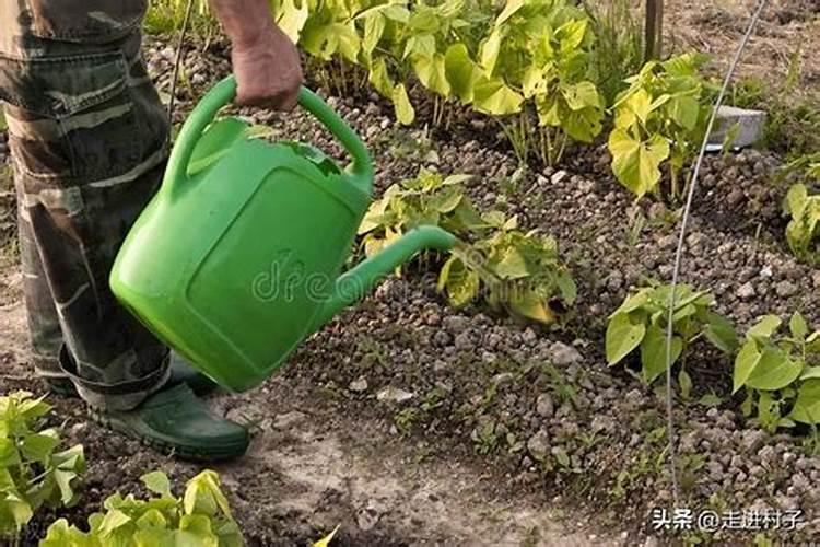 水溶肥加水溶化后能放多久