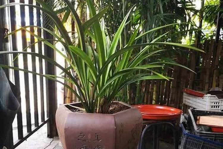 辣椒树需要天天浇水吗