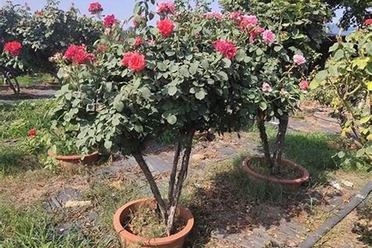 尿素可以浇月季花吗？