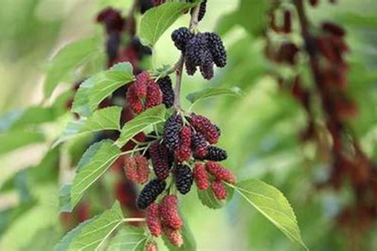 桑葚种植技术及高产要点