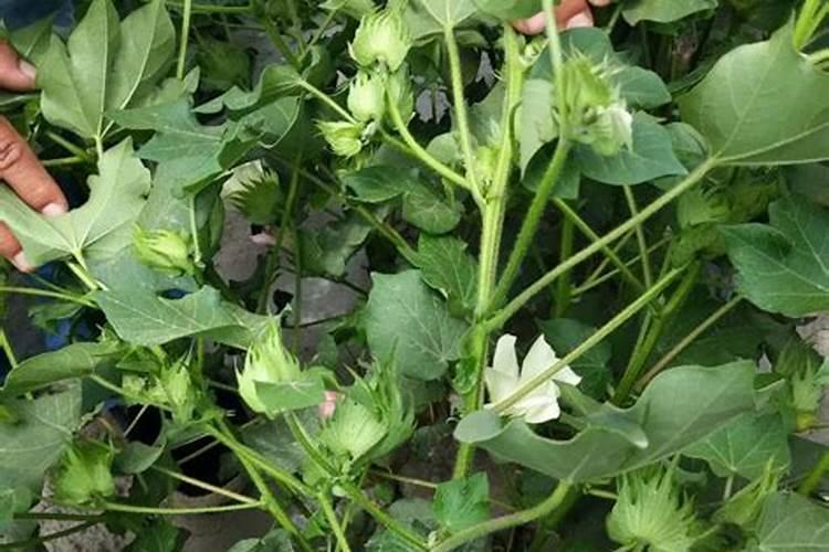 棉花在各生长阶段需要什么肥料